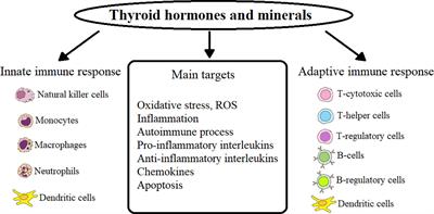 Thyroid hormones and minerals in immunocorrection of disorders in autoimmune thyroid diseases